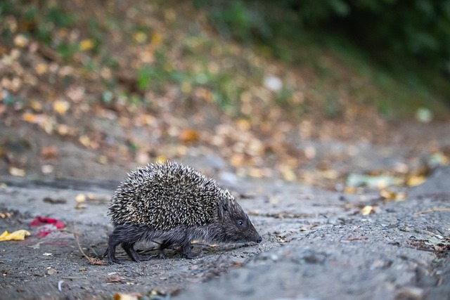 的整体实力 的整体实力
